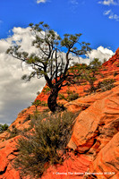 Zion National Park