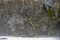 Yosemite Winter