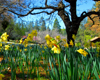 Daffodil Hill