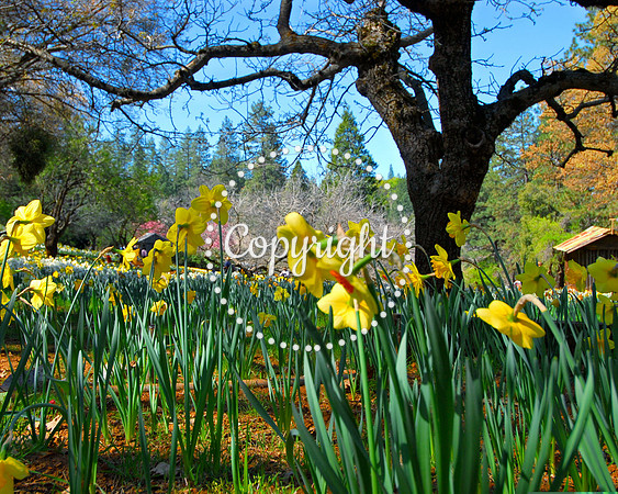 Daffodil Hill