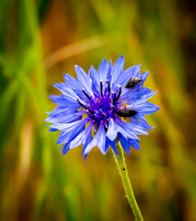 DSC_0058-Edit