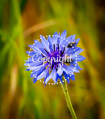 DSC_0058-Edit