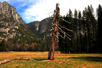 Tree in the Meadow - Yosemite