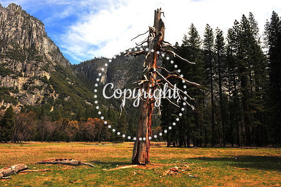 Tree in the Meadow - Yosemite