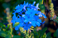 DSC_6420a