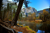 Tree at the River bend