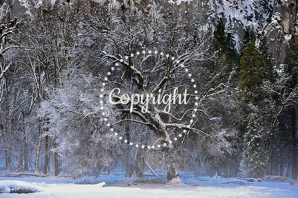 Yosemite Winter Tree