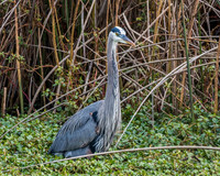 Water Foul Colusa 1-11-2022